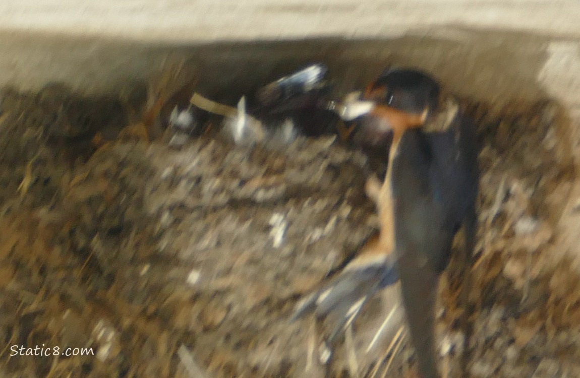 Blurry Barn Swallow parent standing at the edge of the nest