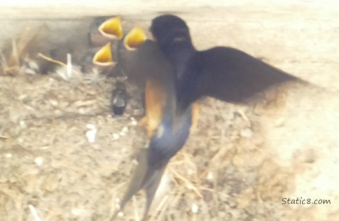 Barn Swallow parent with three begging babies in the nest and a black bug sitting on the outside of the nest