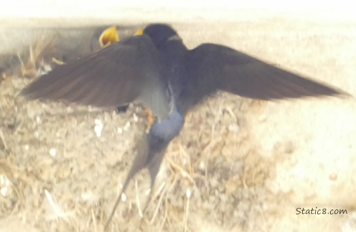 Barn Swallow parent with three begging babies in the nest and a black bug sitting on the outside of the nest, hidden by a wing