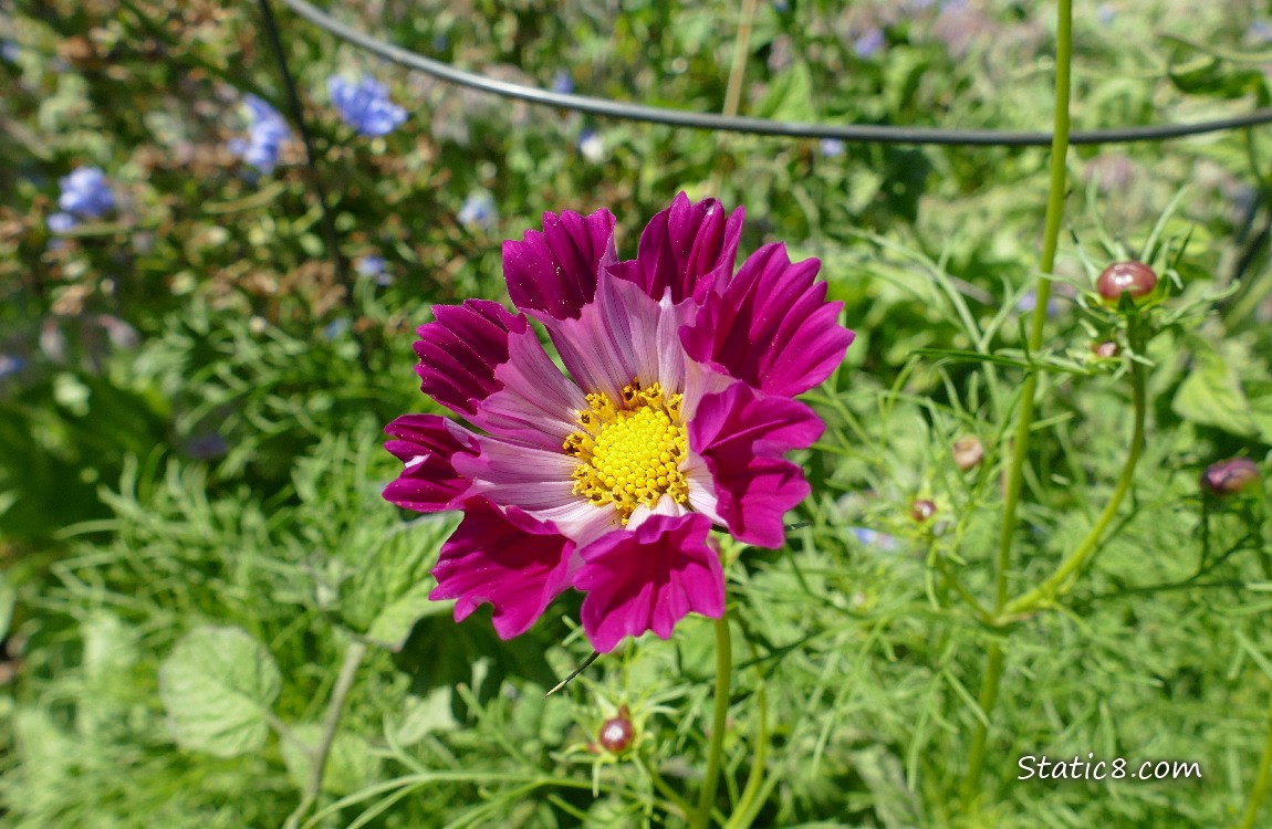 Bright pink Cosmos bloom surrounded with lacey leaves and other flower buds