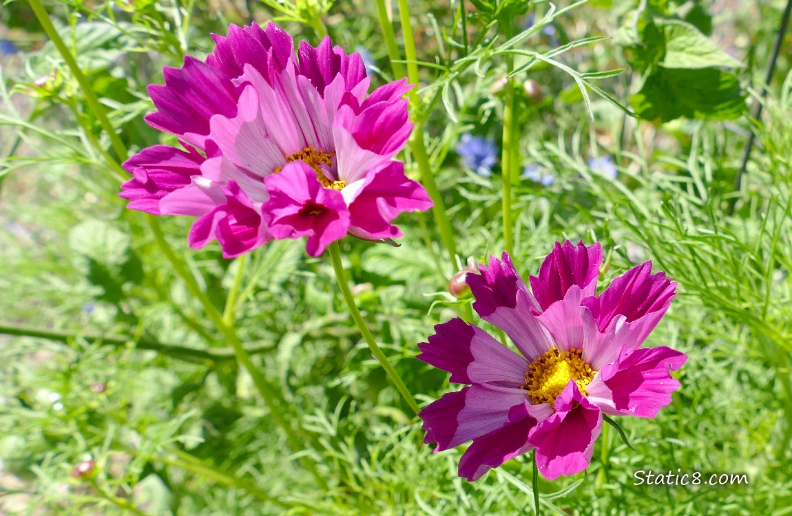 Bright pink Cosmos blooms