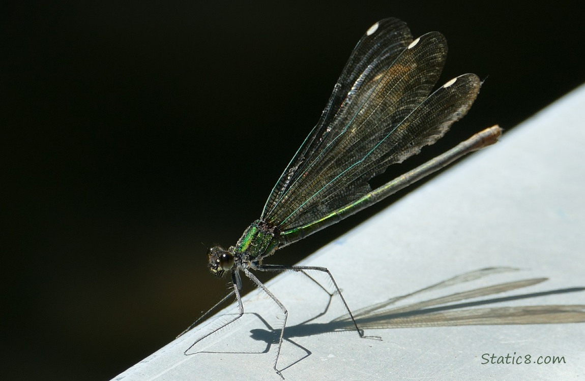 Damselfly standing on a metal railing