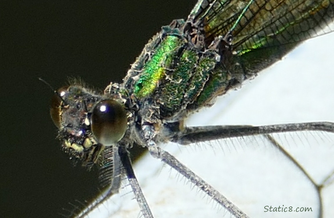 Close up of a Damselfly standing on a metal railing