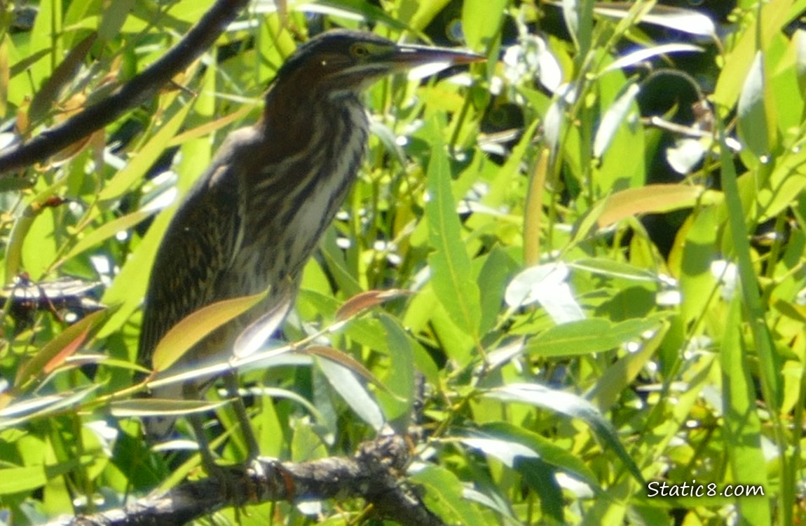 Green Heron standing on a tree branch, surrounded by green leaves