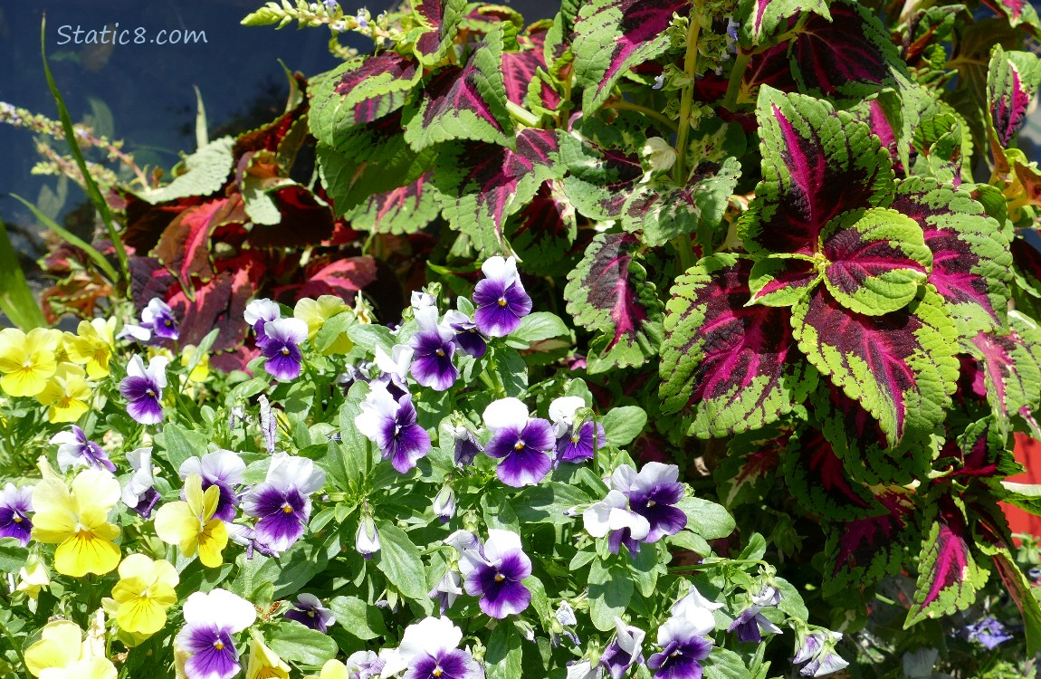 Yellow and purple Pansy blooms with green and red Coleus leaves