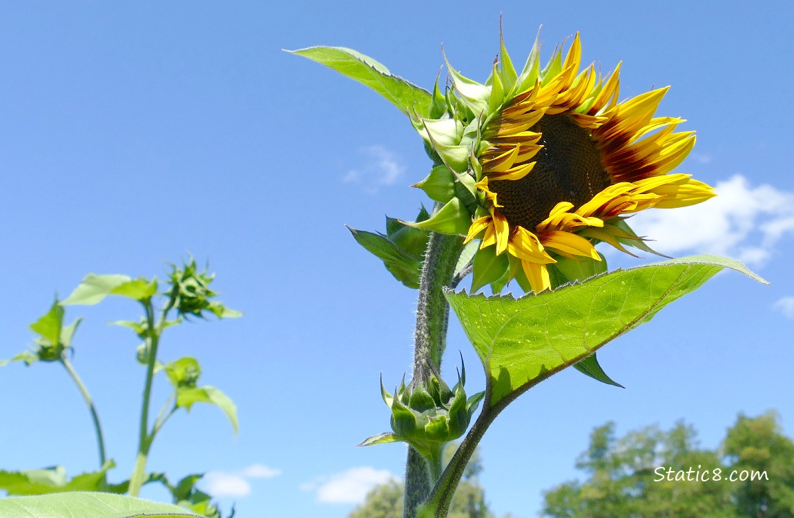 Sunflower bud partially open, blue sky behind