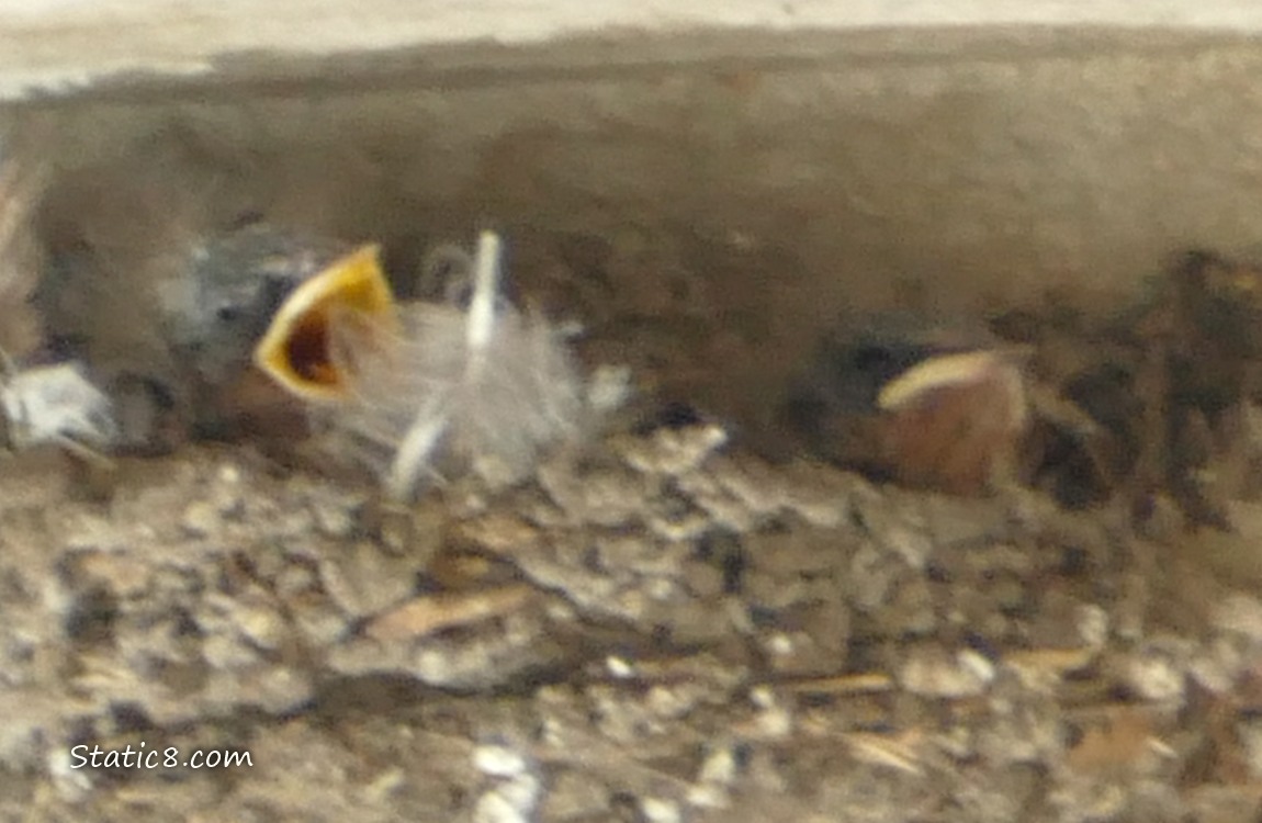 Barn Swallow babies in the nest