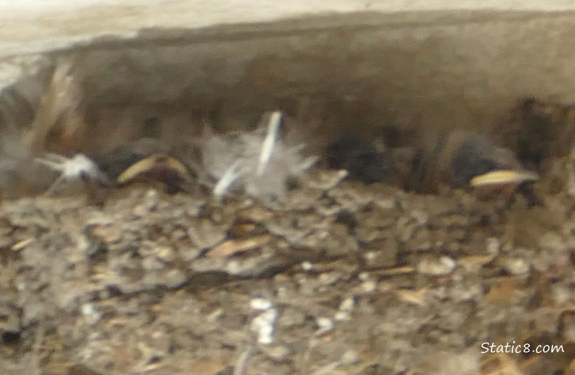 Two Barn Swallow nestlings in the nest