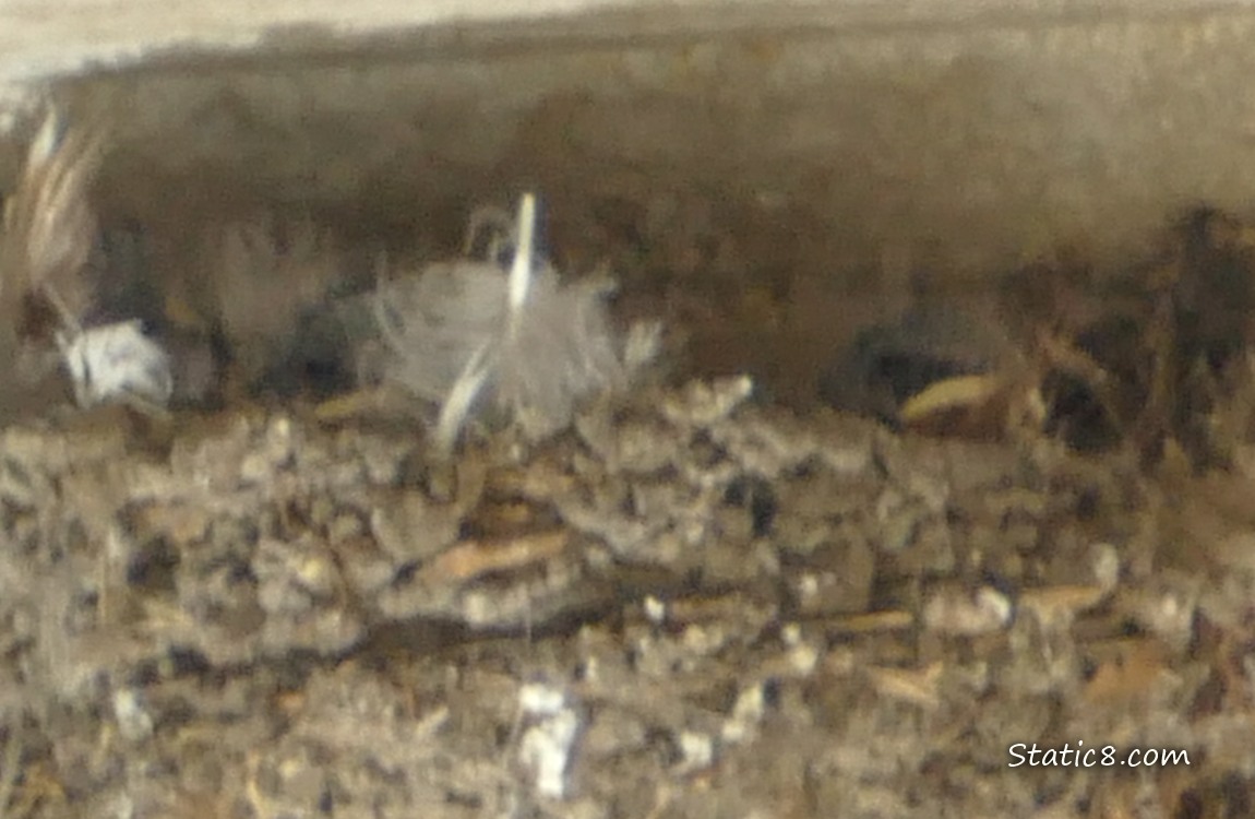 Barn Swallow babies in the nest