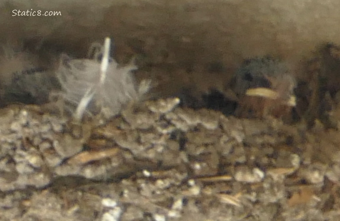 Barn Swallow baby looking out of the nest
