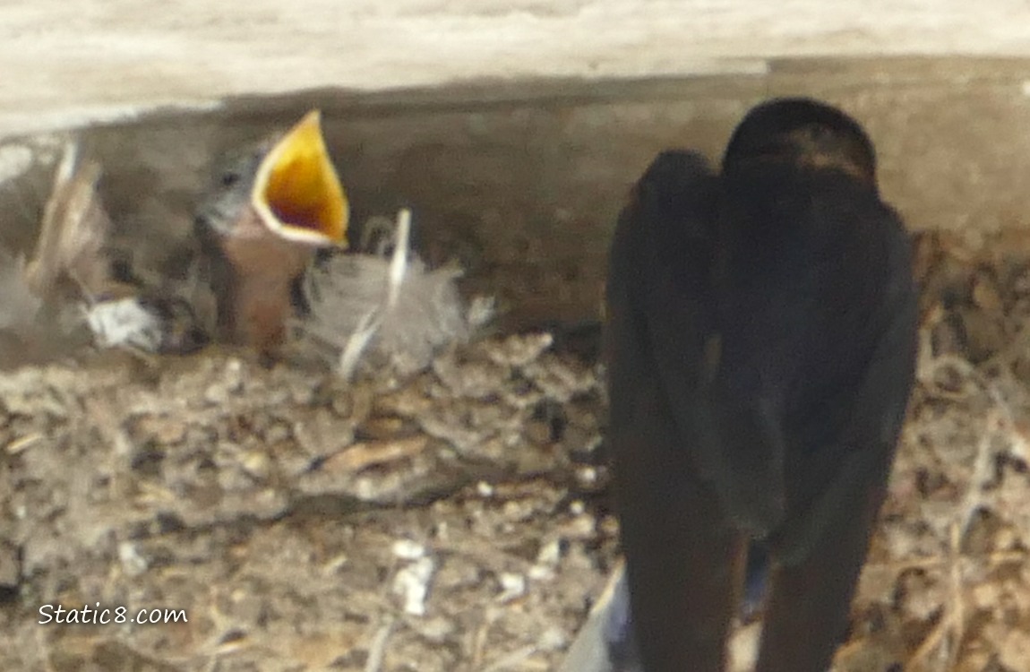 Barn Swallow parent feeds a baby while another begs