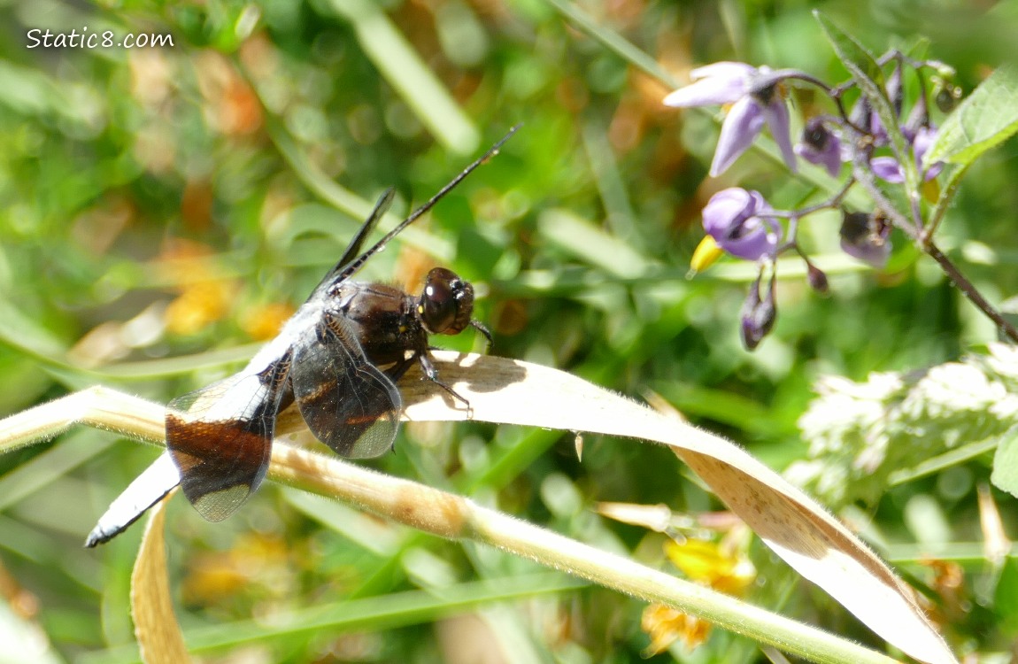 Dragonfly standing on a twig