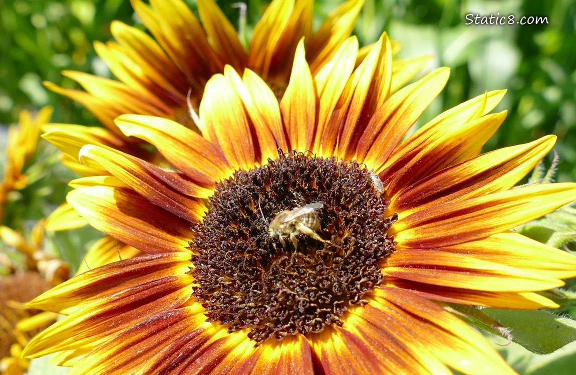 Honey Bee on a Sunflower bloom