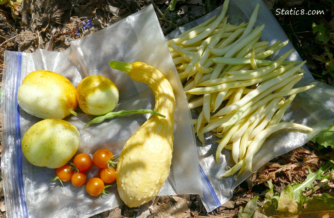 Harvested veggies on ziplocks on the ground