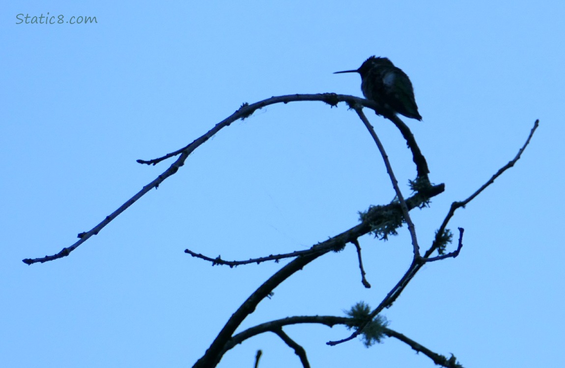 Silhouette of a Hummingbird sitting on a twig that curls around