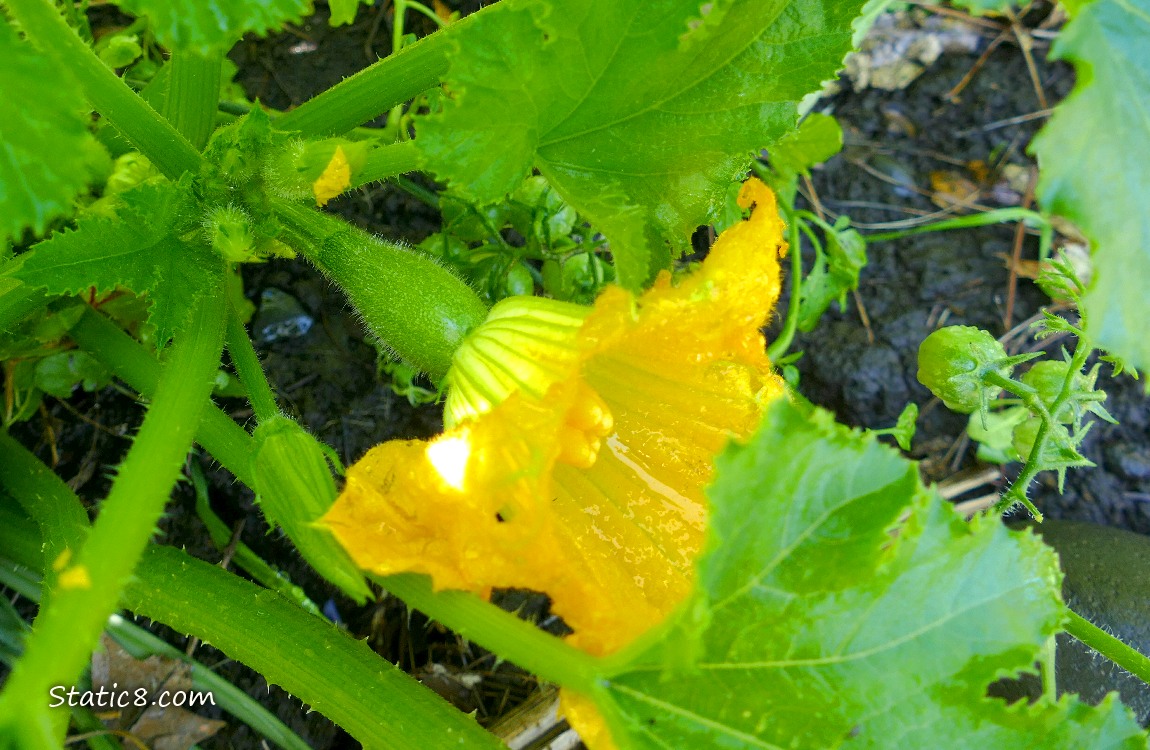 Summer Squash fruit growing under the leaves