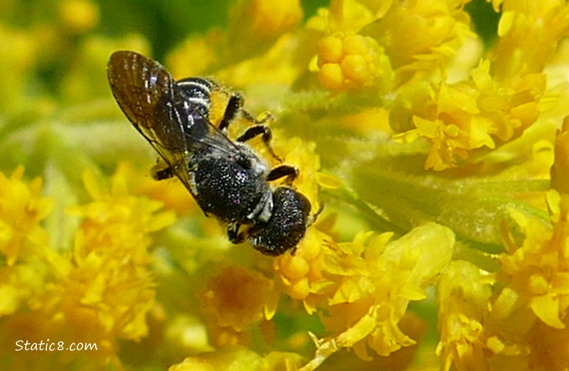 Sweat Bee on yellow flowers