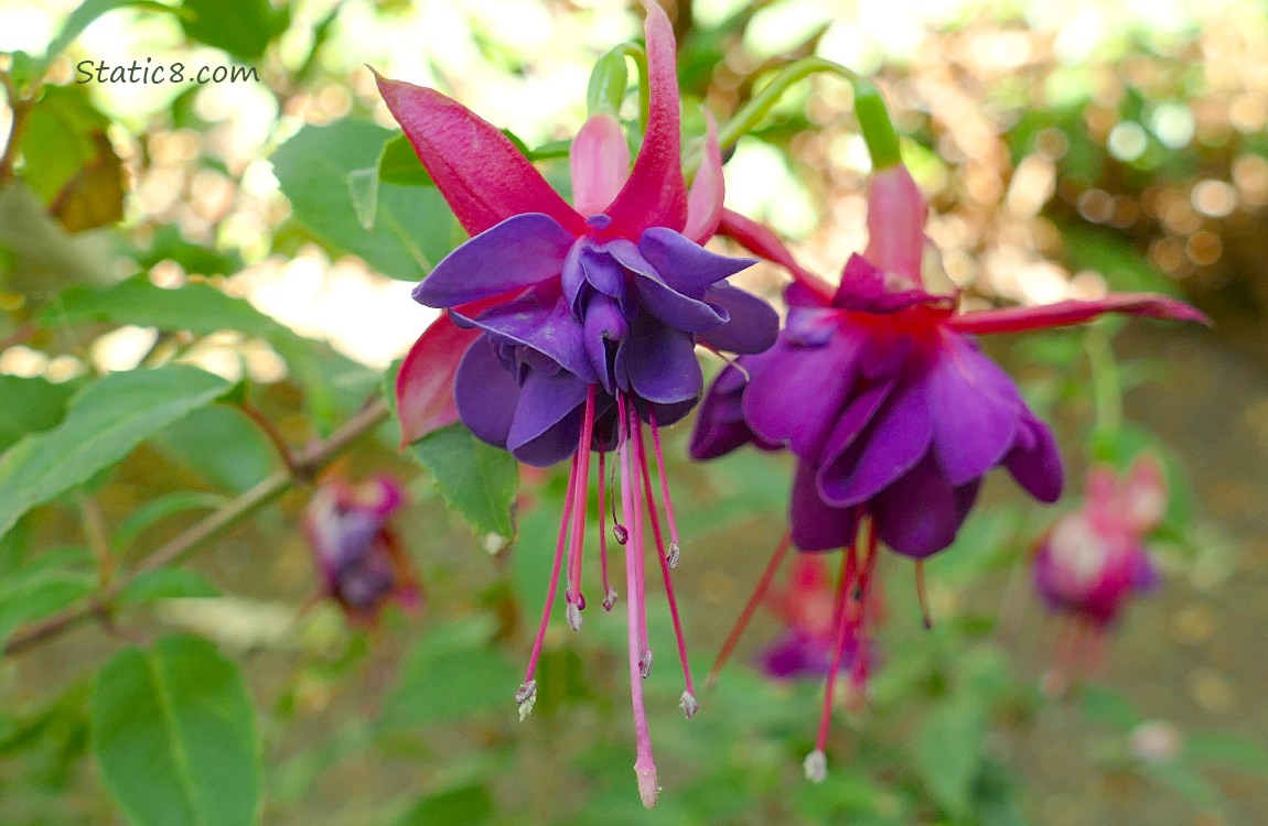 Fuchsia blooms hanging from the plant