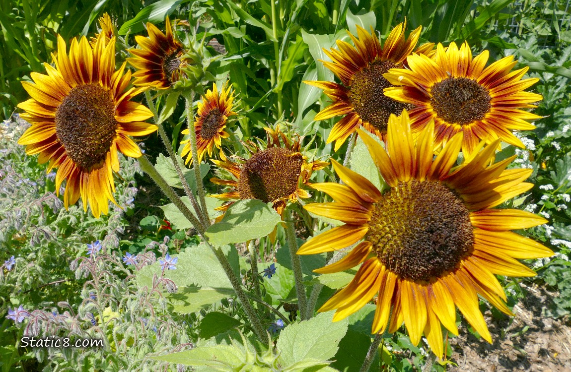 Sunflowers blooming in a garden