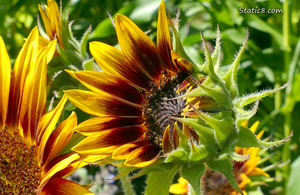 Close up of a sunflower bloom opening up