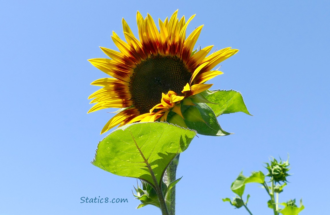 Sunflower bloom opening with blue sky behind