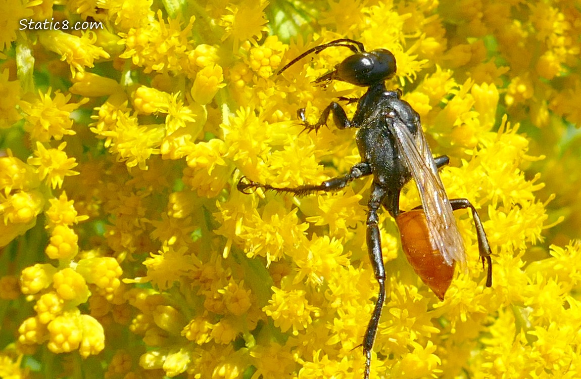 Wasp on Goldenrod blooms