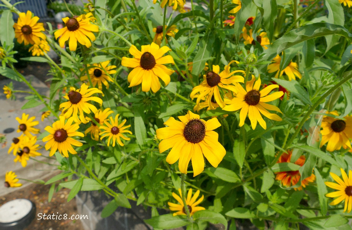 Black Eyed Susan blooms