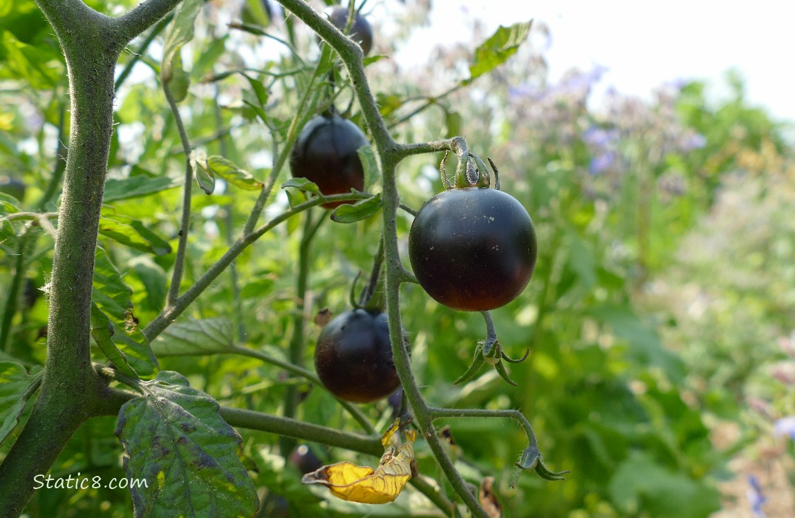 Black cherry tomatoes ripening on the plant