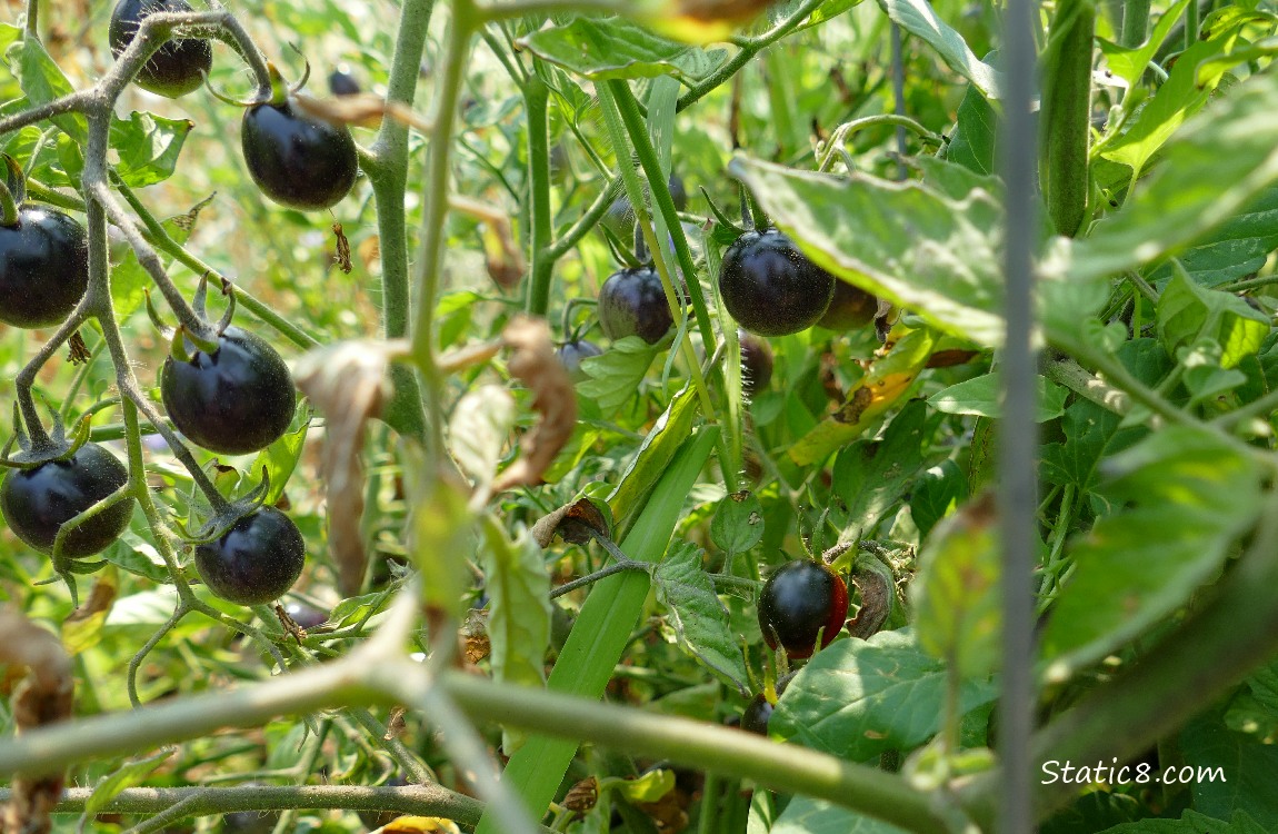 Black cherry tomatoes ripening on the plant
