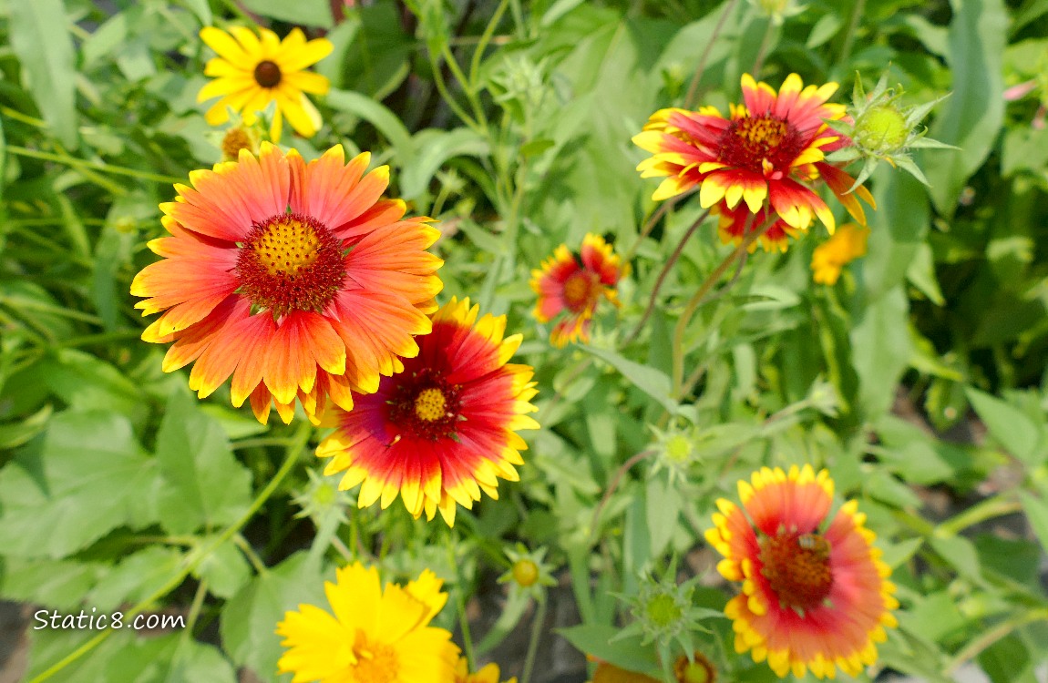 Blanket Flower blooms