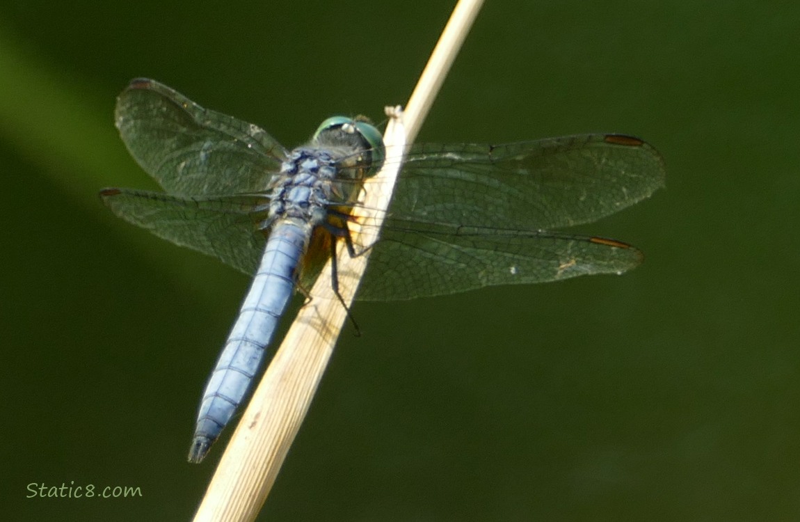 Blue dragonfly standing on a twig