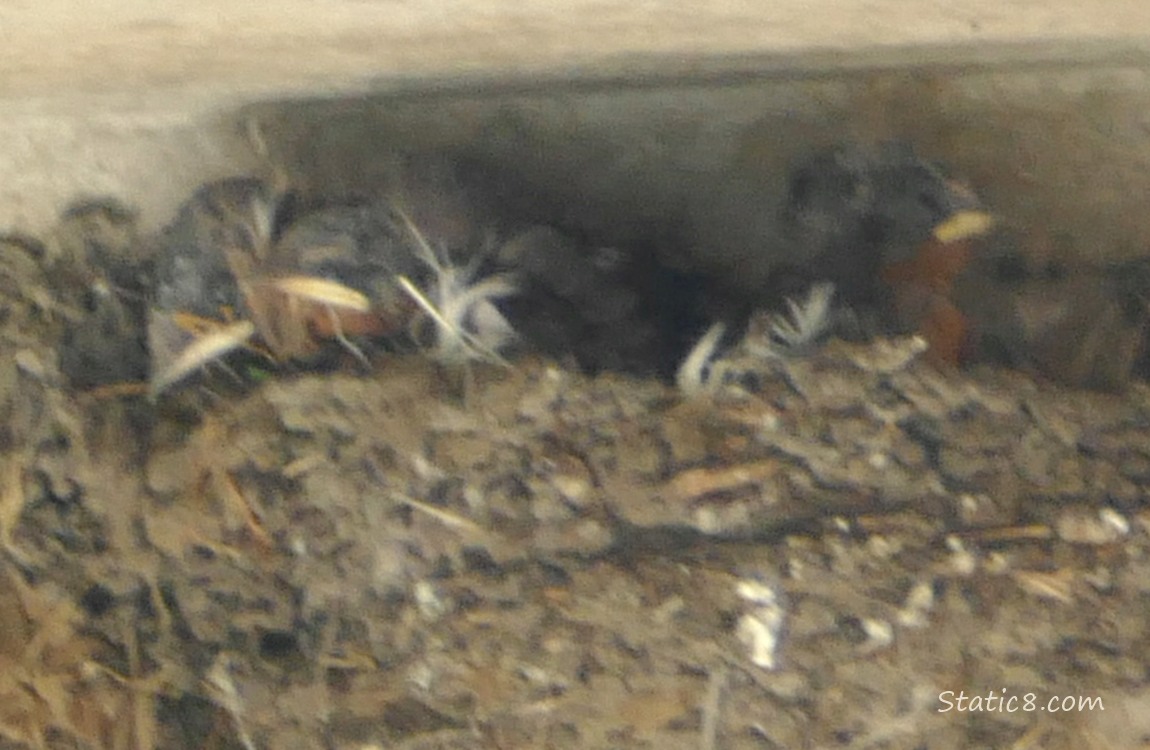 Three Barn Swallow babies in the nest