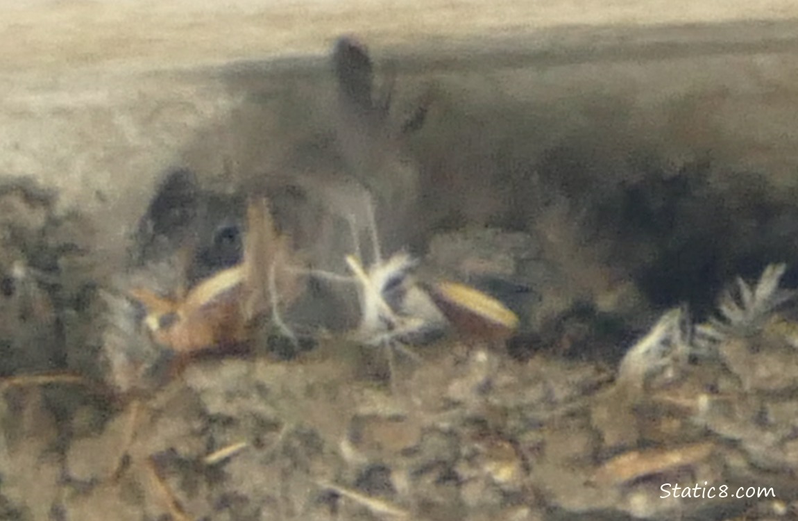 Two Barn Swallow babies looking past the feathers lining the nest