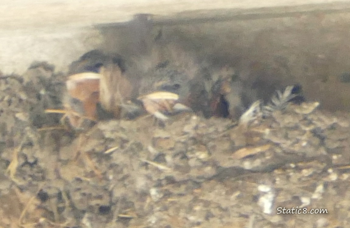 Two Barn Swallow babies in the nest