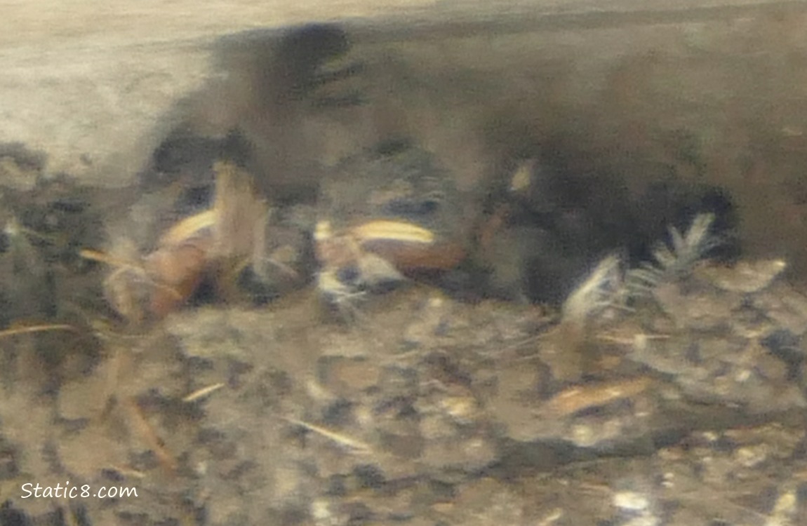 Two Barn Swallow babies in the nest