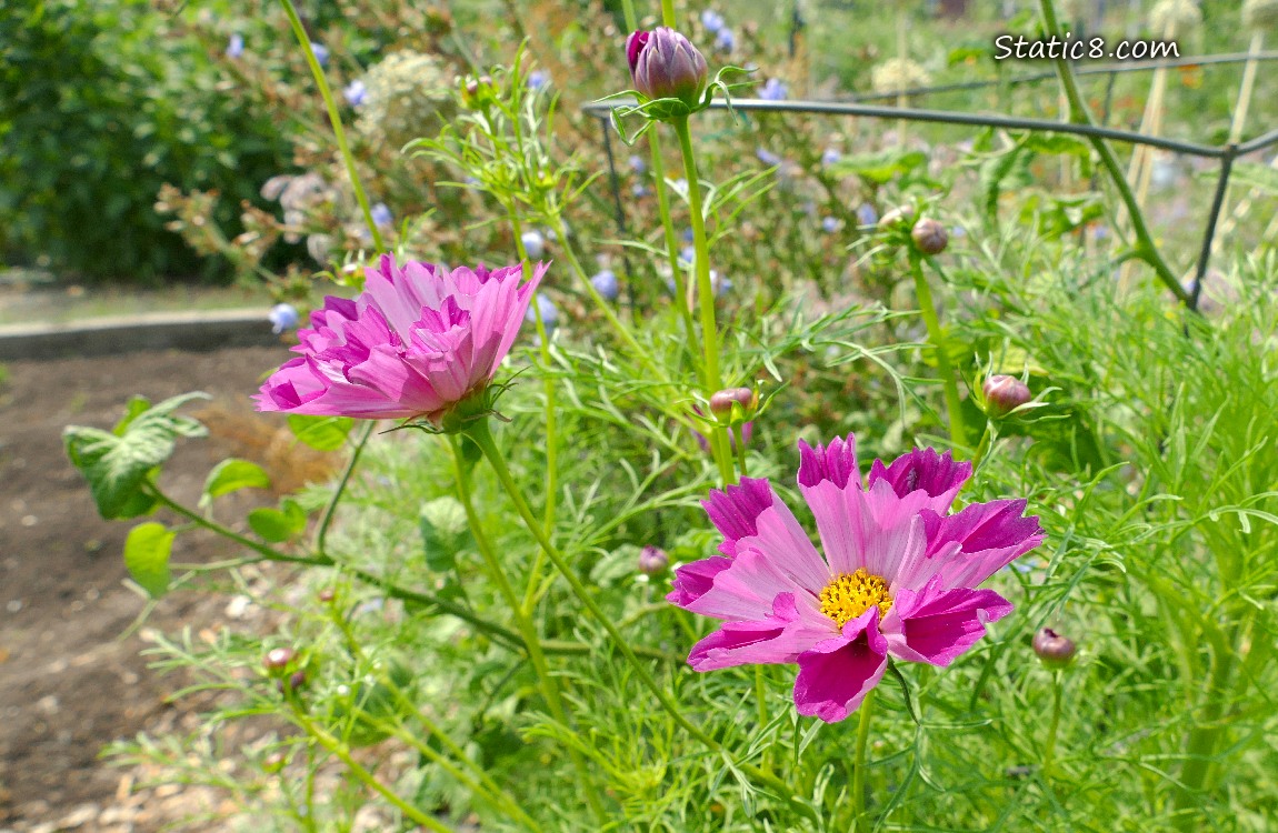 Dark pink Cosmos blooms