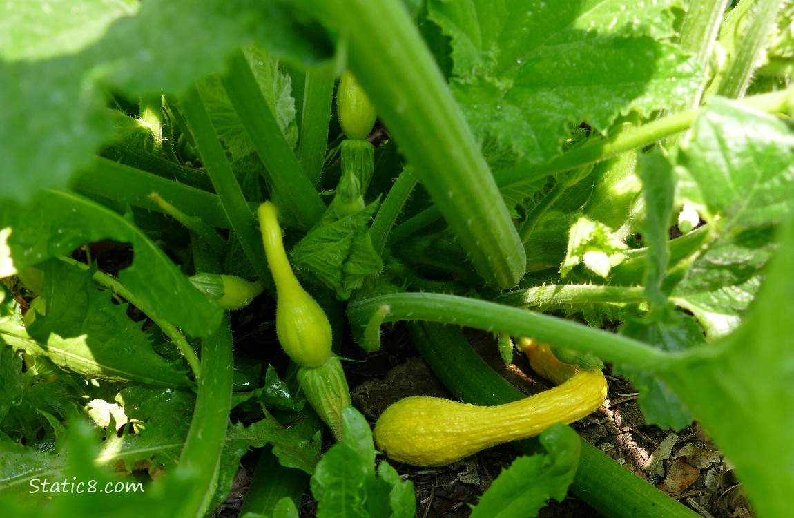 Crookneck fruits growing under the leaves of the plant