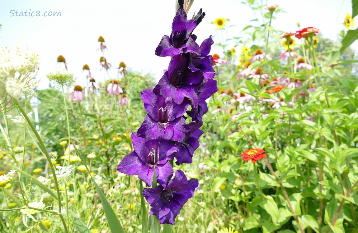 Purple Gladiolus bloom in a garden plot
