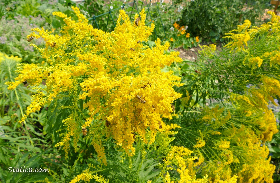Goldenrod blooms