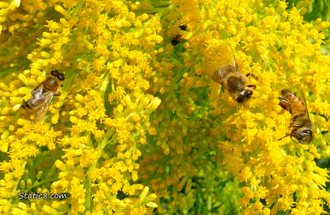 Honey Bees on Goldenrod blooms