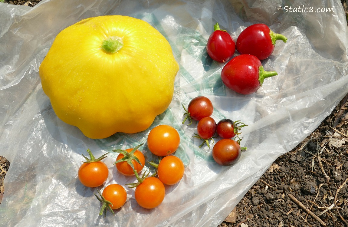 harvested veggies on a ziplock on the ground