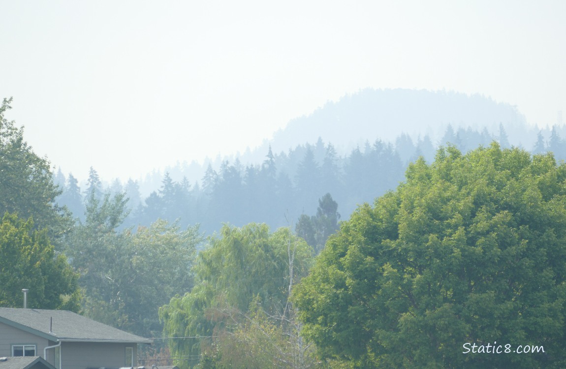 trees on the hazy hill in the distance