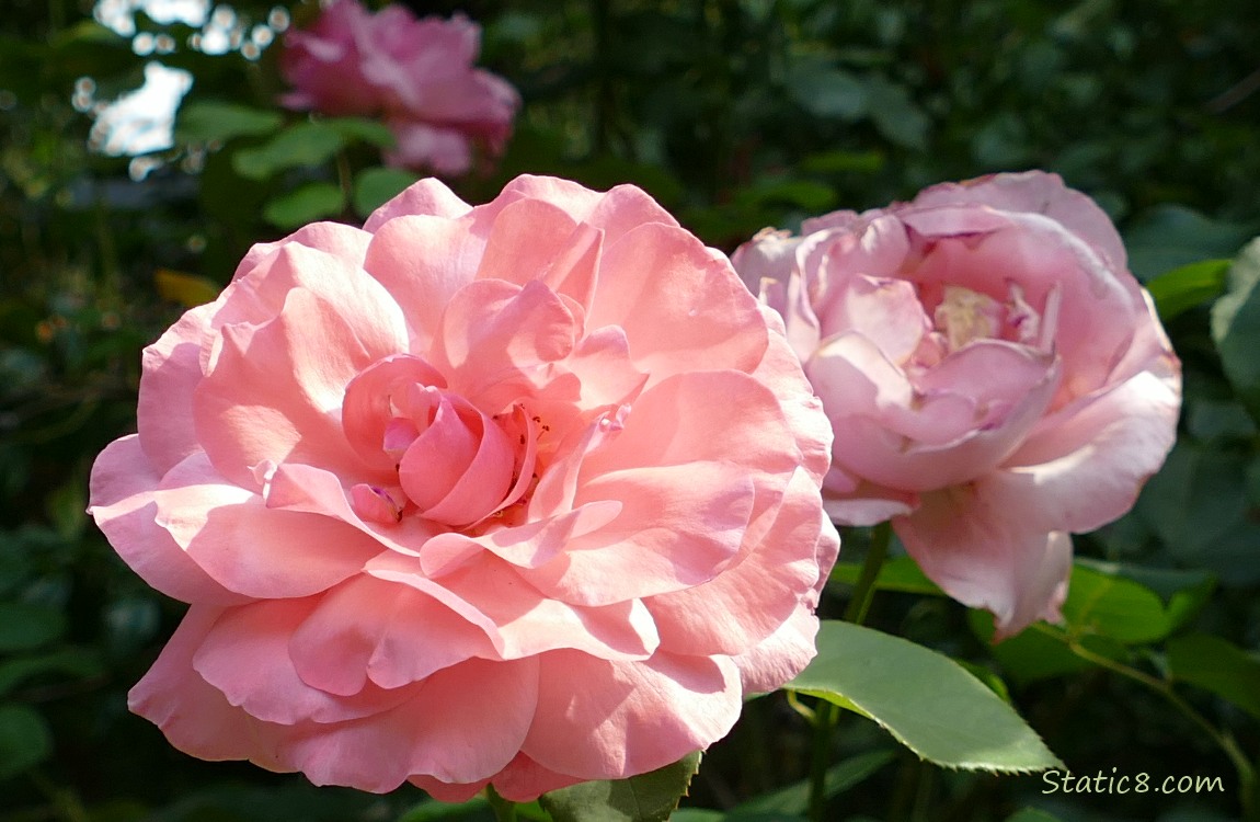 Pink rose blooms with a dark background