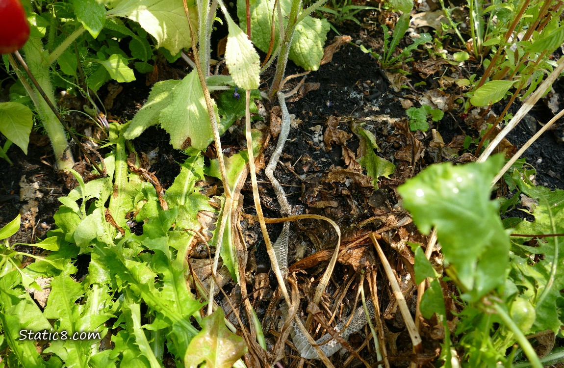 Snake shed on the ground with leaves