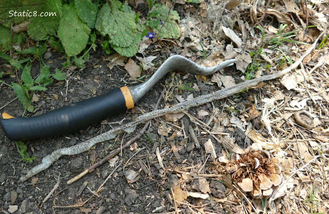 Dandelion tool next to the snake shed on the ground