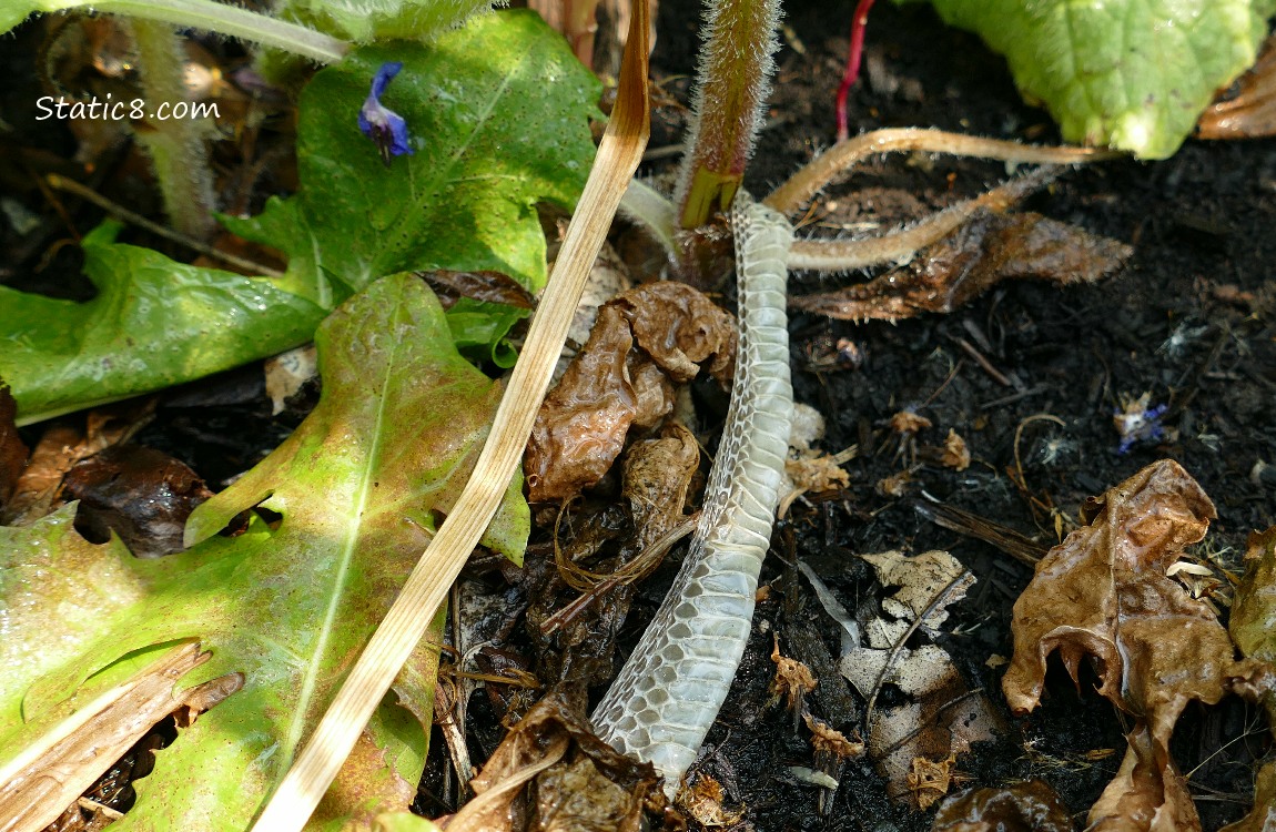 Snake shed on the ground with dead leaves