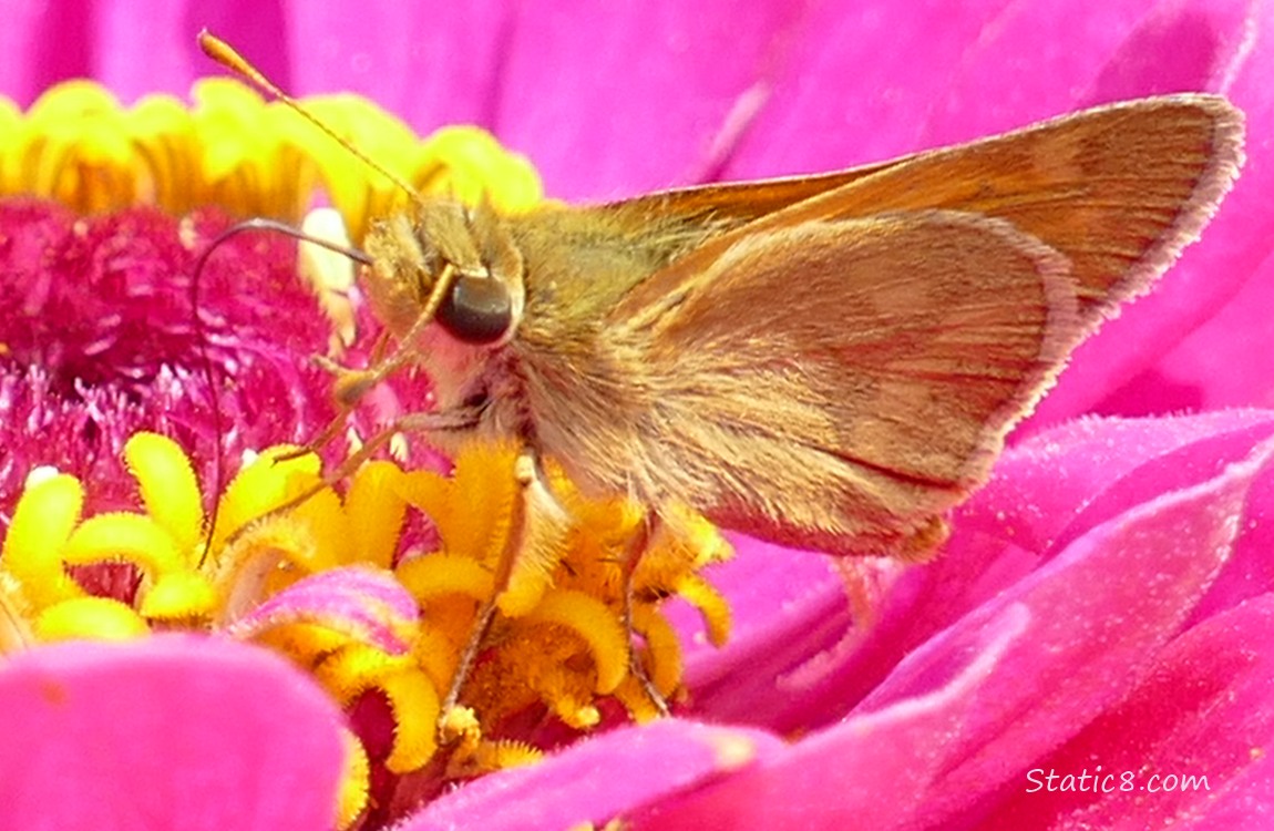 small, brown butterfly in the center of a pink Zinnia