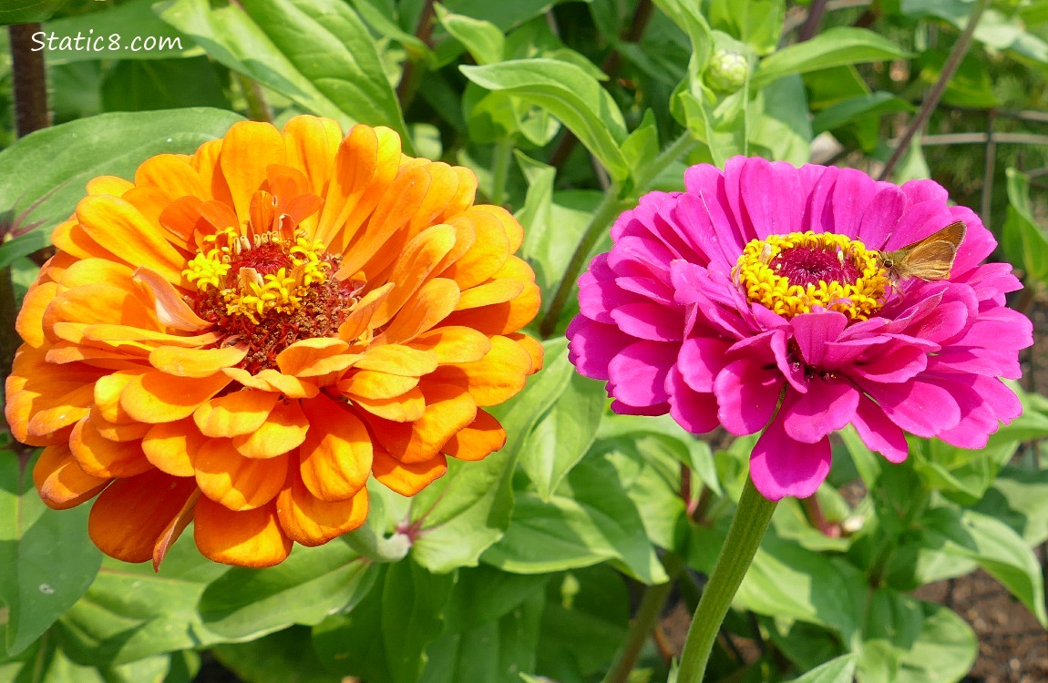 Orange and pink Zinnia blooms surrounded by green leaves