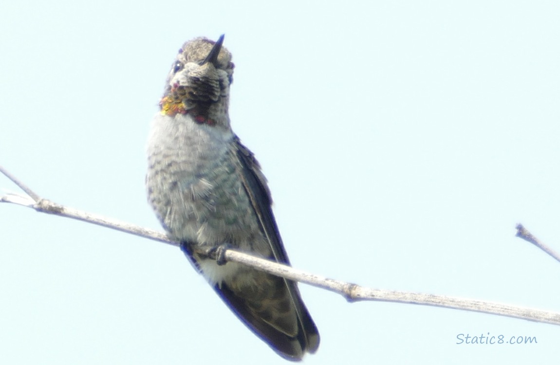 Anna Hummingbird standing on a twig, hazy blue sky behind