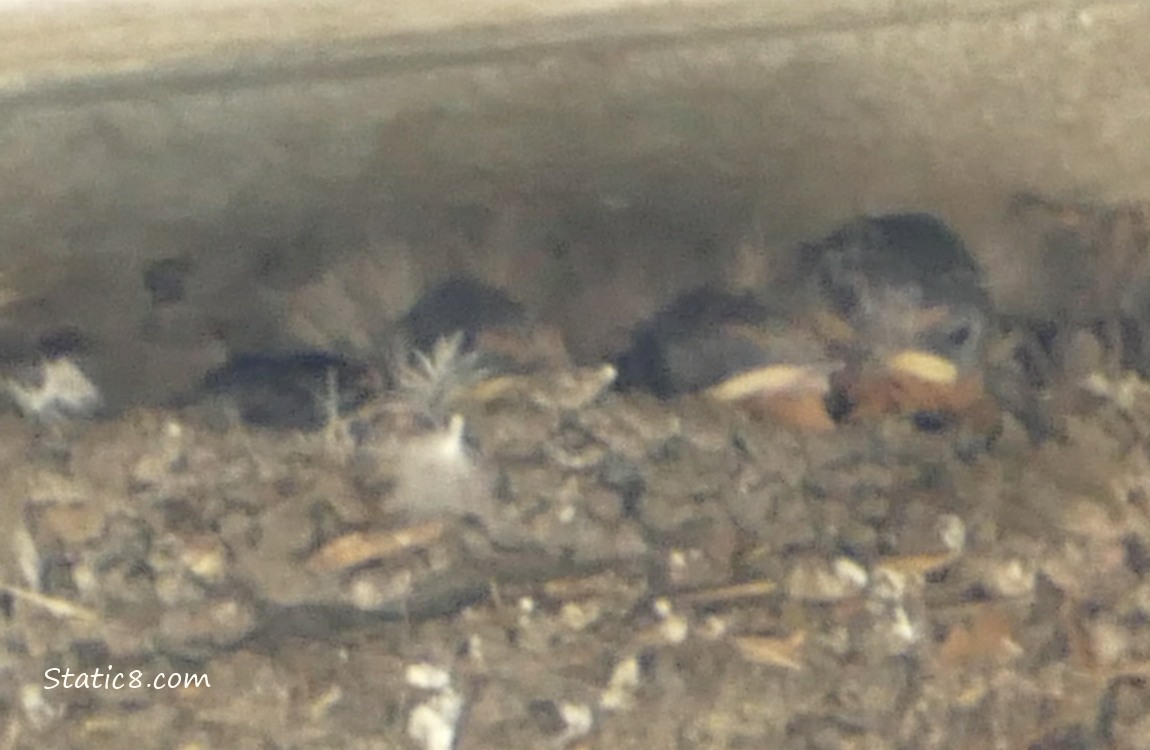 Barn Swallow babies in the nest